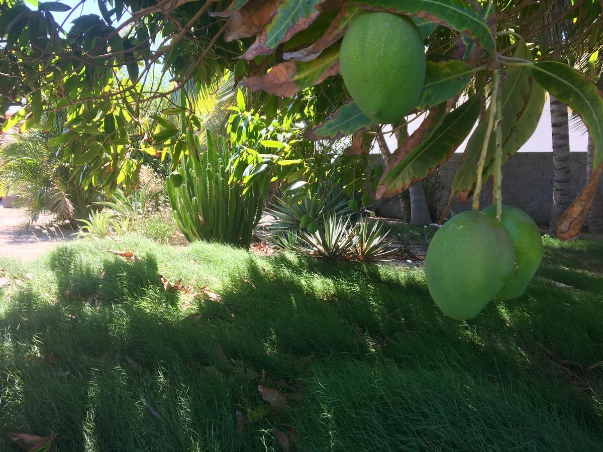 דירות פאלם ביץ' Bubali Gardens מראה חיצוני תמונה